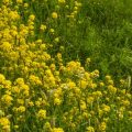 British Wildflower Meadows for Small Urban Gardens