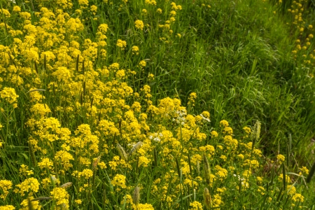 British Wildflower Meadows for Small Urban Gardens