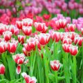 Tulipmania in Britain: Cultivating Tulips for Spring Displays