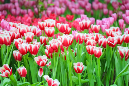 Tulipmania in Britain: Cultivating Tulips for Spring Displays
