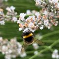 Top Native British Bee Species and How to Spot Them in Your Garden