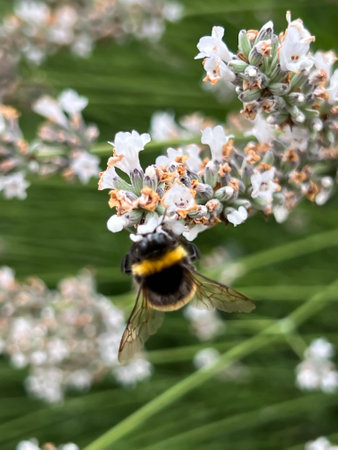 Top Native British Bee Species and How to Spot Them in Your Garden