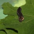 Spotting Leaf Spot and Black Spot: Early Warning Signs and Management Tactics