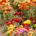Planting by Season: Year-Round Interest in British Cottage Gardens