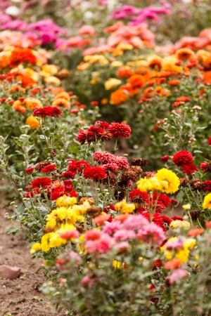 Planting by Season: Year-Round Interest in British Cottage Gardens