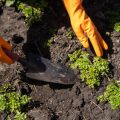 Slugs and Snails: How to Protect Your Plants with Natural Garden Sprays
