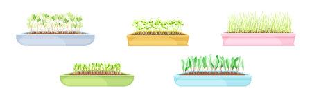 Peat-Free Compost: The Sustainable Choice