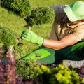 Sustainable Crop Rotation Techniques for Organic Allotments
