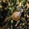 The Complete Guide to Natural Slug and Snail Prevention for British Gardens