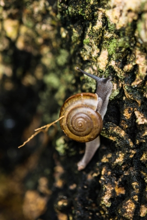 The Complete Guide to Natural Slug and Snail Prevention for British Gardens