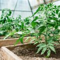 Passive and Active Heat Retention Methods: Maximising Insulation in UK Greenhouses