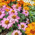 Seasonal Deadheading: A Month-by-Month Guide for British Perennial Gardens