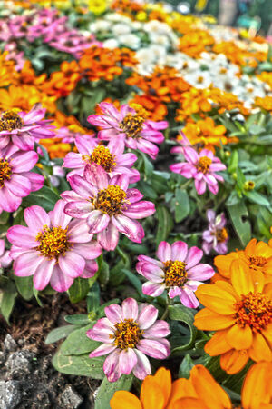 Seasonal Deadheading: A Month-by-Month Guide for British Perennial Gardens