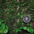 Naturalistic versus Formal Edging: Choosing the Right Look for Your UK Garden