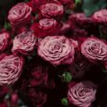 Planting Roses: Step-by-Step Instructions for UK Gardeners