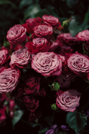 Planting Roses: Step-by-Step Instructions for UK Gardeners
