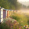The Ultimate Guide to Organising Your Allotment Shed: Tips from British Gardeners