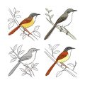Seasonal Guide to Feeding Birds in the UK: What to Offer and When
