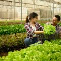 Integrating Smart Technology: Automated Ventilation and Climate Control in Modern Greenhouses