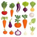 Organic Methods for Protecting Brassicas from Cabbage White Butterflies in British Gardens