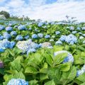 Plant Selection for Year-Round Colour: Perennials, Shrubs, and Annuals in the UK