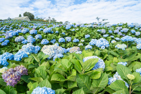 Plant Selection for Year-Round Colour: Perennials, Shrubs, and Annuals in the UK