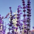 The Role of the Garden Fork in UK Horticulture: Types, Care, and Use