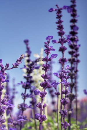 The Role of the Garden Fork in UK Horticulture: Types, Care, and Use