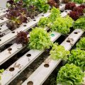 The Complete Guide to Starting Seeds Indoors: A British Greenhouse and Polytunnel Perspective