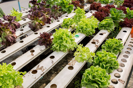 The Complete Guide to Starting Seeds Indoors: A British Greenhouse and Polytunnel Perspective