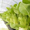 Growing Mediterranean and Exotic Crops in British Polytunnels