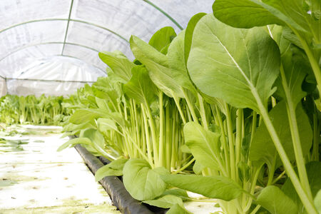 Growing Mediterranean and Exotic Crops in British Polytunnels