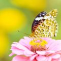 Understanding the Lifecycle of British Butterflies and How to Support Them