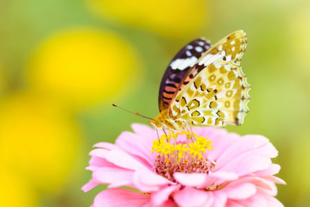 Understanding the Lifecycle of British Butterflies and How to Support Them