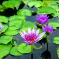 Creating a Wildlife-Friendly Garden Pond: Best Practices for British Gardens