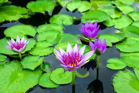 Creating a Wildlife-Friendly Garden Pond: Best Practices for British Gardens