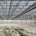 Best Vegetables to Grow Under Cover All Year in British Polytunnels