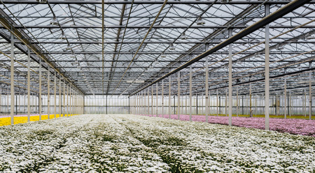 Best Vegetables to Grow Under Cover All Year in British Polytunnels