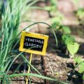 Soil Health in Raised Beds Compared to Traditional Ground Planting in British Gardens