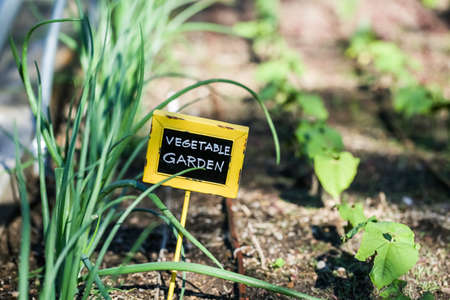 Soil Health in Raised Beds Compared to Traditional Ground Planting in British Gardens