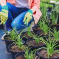 A Comprehensive Guide to Allotment Crop Rotation Planning for British Gardeners