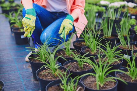 A Comprehensive Guide to Allotment Crop Rotation Planning for British Gardeners