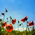 The History and Cultural Significance of Wildflower Meadows in Britain