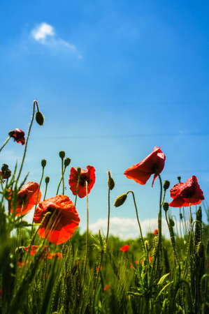 The History and Cultural Significance of Wildflower Meadows in Britain