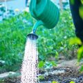 The Ultimate Guide to DIY Natural Garden Sprays: Keeping Pests Away in UK Gardens