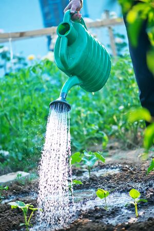The Ultimate Guide to DIY Natural Garden Sprays: Keeping Pests Away in UK Gardens