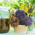 Making Your Own Homemade Slug and Snail Deterrents: DIY Methods for UK Gardeners