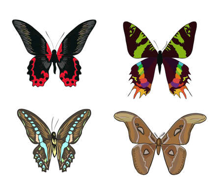 Top Native UK Plants for Attracting Butterflies