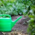 Homemade Organic Sprays: Recipes and Application Tips for Common British Garden Pests