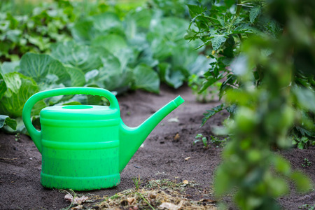 Homemade Organic Sprays: Recipes and Application Tips for Common British Garden Pests